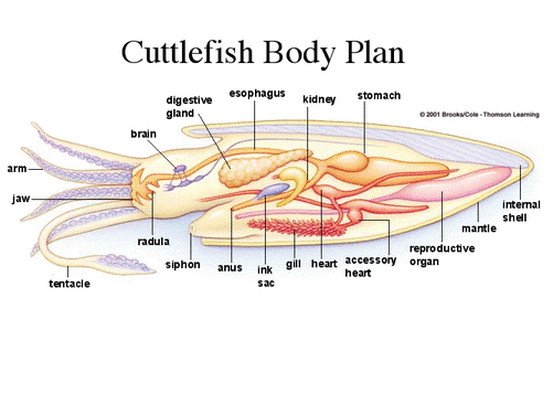 Mollusca - Digestive System