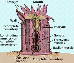 Cnidaria - Digestive System
