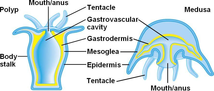Porifera - Digestive System